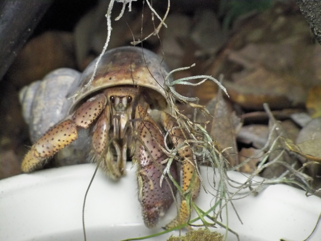 Hermit Crab Sponge in Water: Good or Bad? - Hermit Crab Pets