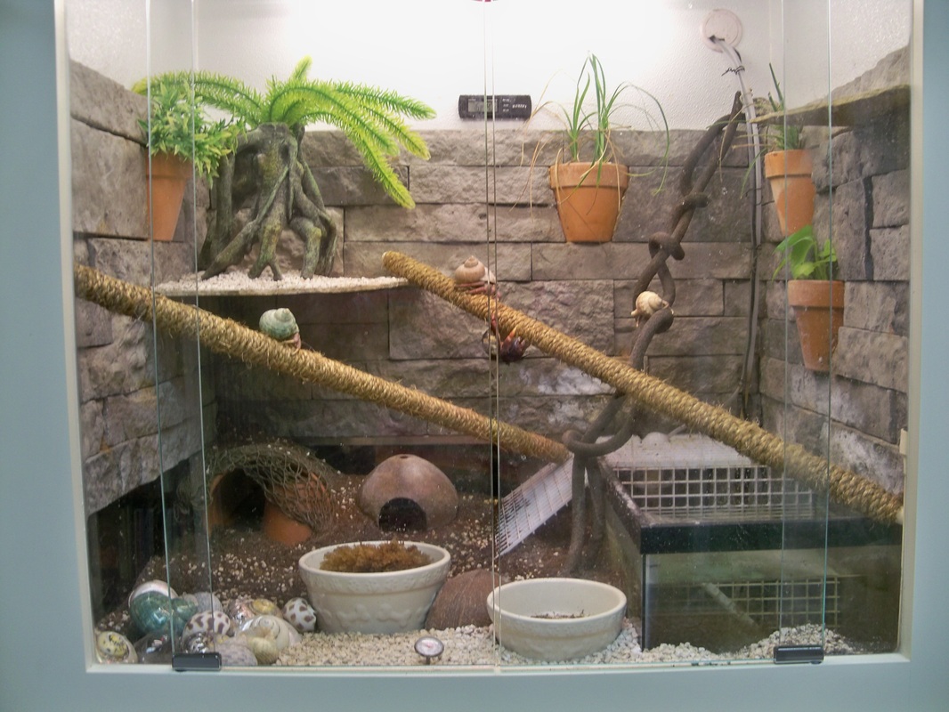 Hermit Crab Cage Decorations - How To Set Up A Sand Tank For Pet Hermit