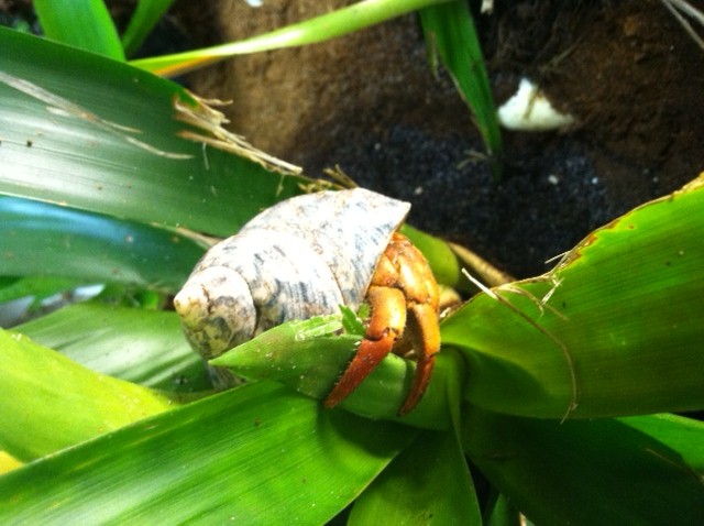new to hermits, here's my terrarium » Hermit Crab Paradise